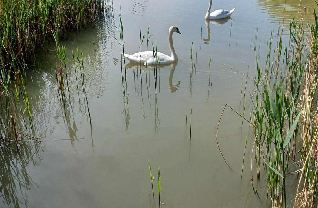 Swans on the lake at Minehead Lakeside Holidays